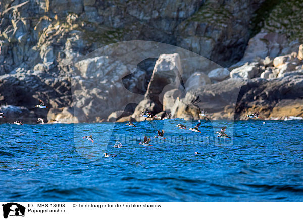 Papageitaucher / Atlantic puffin / MBS-18098