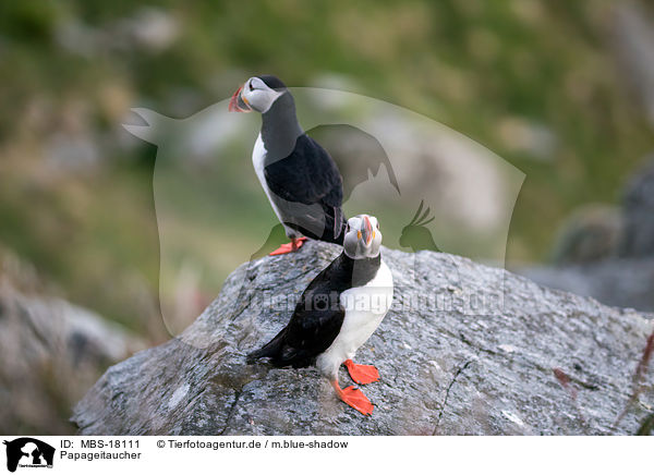 Papageitaucher / Atlantic puffin / MBS-18111