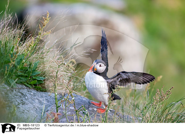 Papageitaucher / Atlantic puffin / MBS-18123