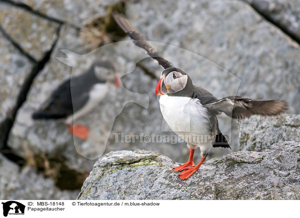 Papageitaucher / MBS-18148