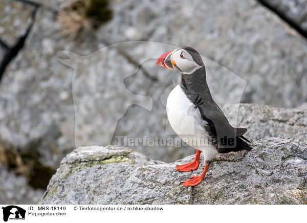 Papageitaucher / MBS-18149