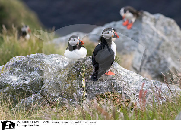 Papageitaucher / Atlantic puffin / MBS-18162
