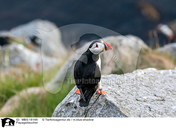 Papageitaucher / MBS-18166
