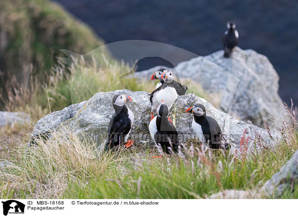 Papageitaucher / MBS-18168