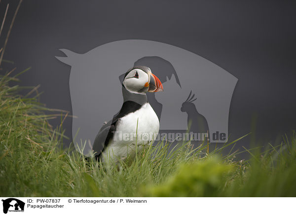 Papageitaucher / PW-07837