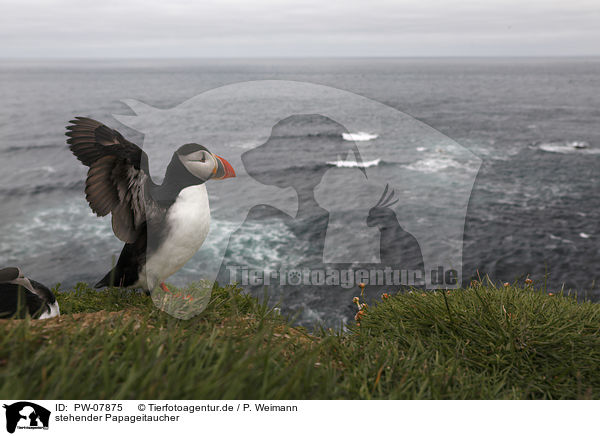 stehender Papageitaucher / standing Altlantic Puffin / PW-07875