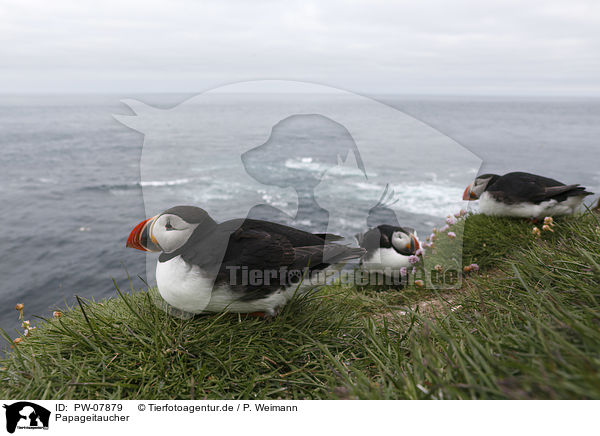 Papageitaucher / PW-07879