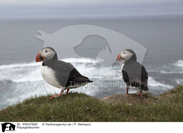 Papageitaucher / PW-07895