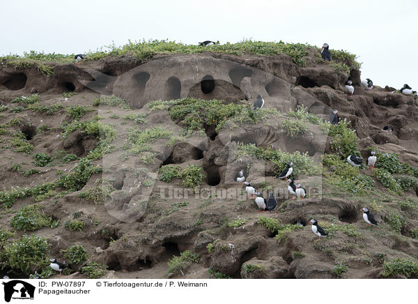 Papageitaucher / Altlantic Puffin / PW-07897