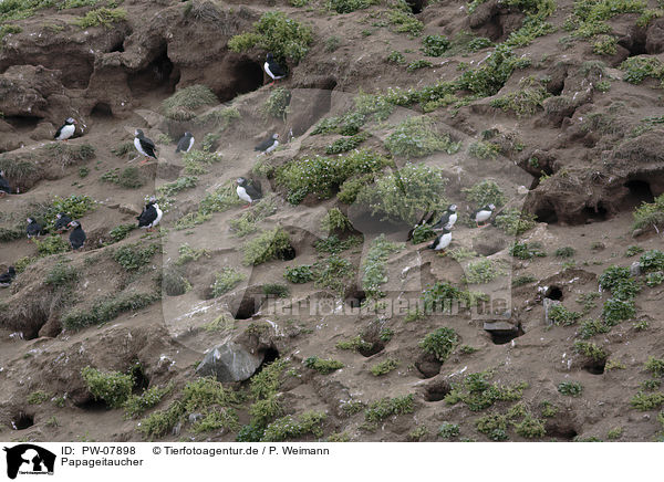 Papageitaucher / Altlantic Puffin / PW-07898