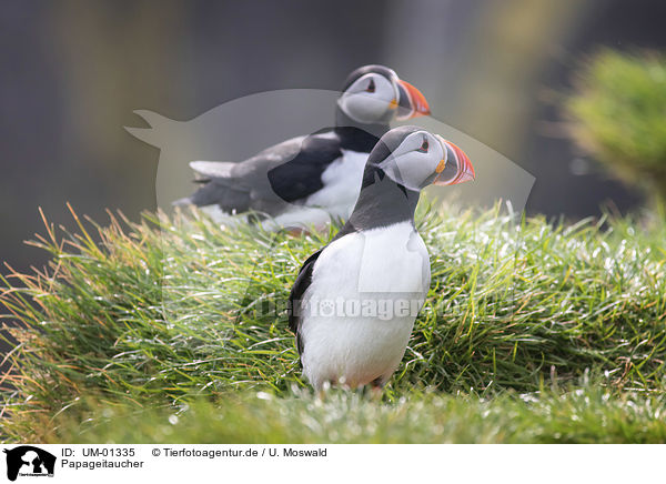 Papageitaucher / Altlantic Puffins / UM-01335