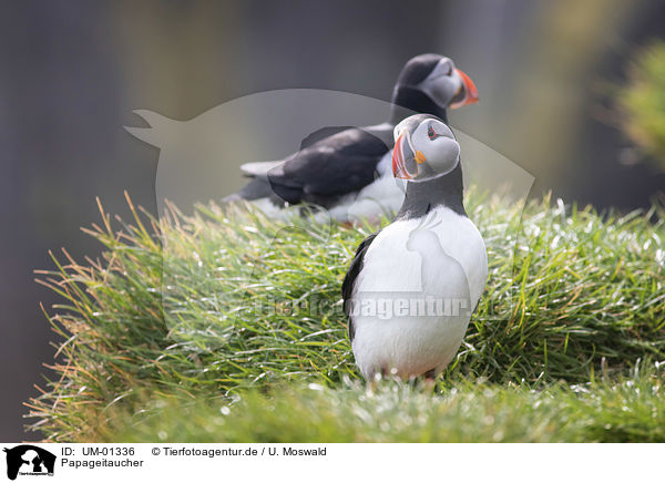 Papageitaucher / Altlantic Puffins / UM-01336