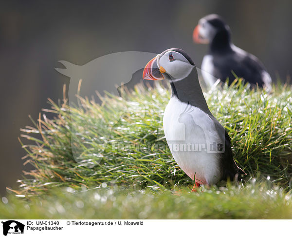 Papageitaucher / Altlantic Puffins / UM-01340
