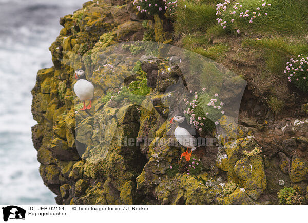 Papageitaucher / JEB-02154