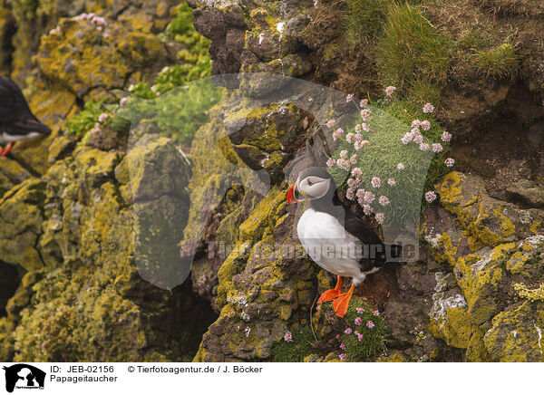 Papageitaucher / JEB-02156