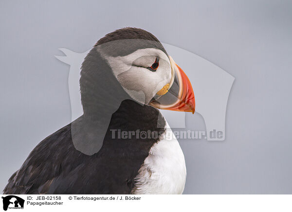 Papageitaucher / Atlantic puffin / JEB-02158