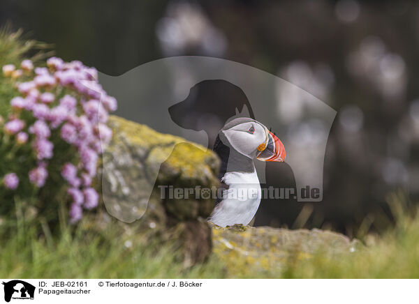 Papageitaucher / JEB-02161