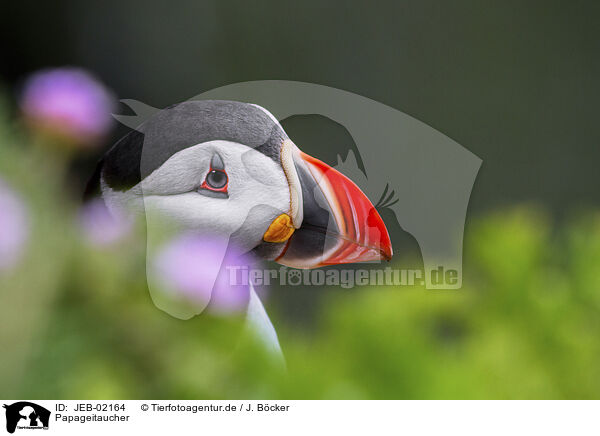 Papageitaucher / JEB-02164
