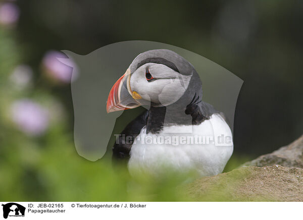 Papageitaucher / Atlantic puffin / JEB-02165