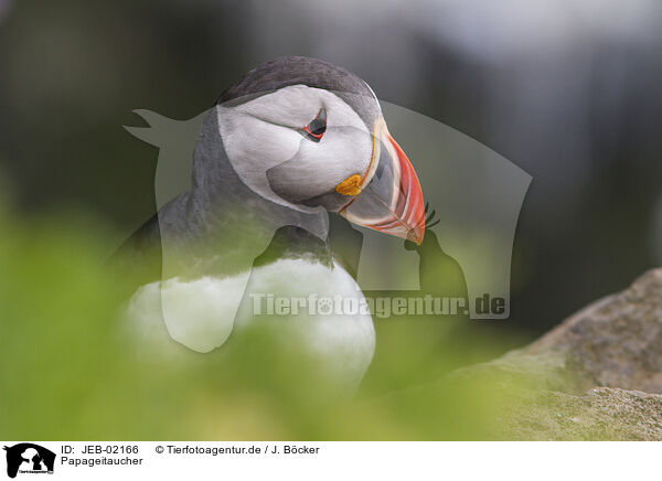 Papageitaucher / JEB-02166