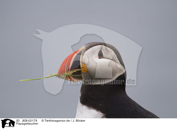 Papageitaucher / Atlantic puffin / JEB-02179