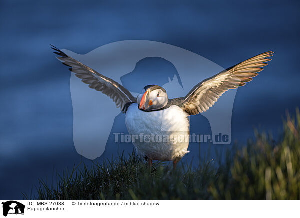 Papageitaucher / Atlantic puffin / MBS-27088