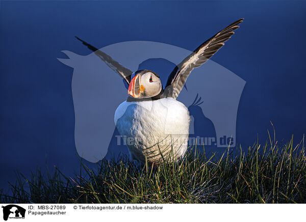 Papageitaucher / Atlantic puffin / MBS-27089