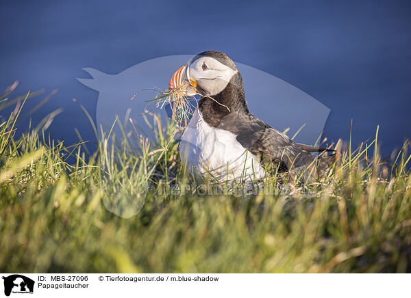 Papageitaucher / MBS-27096