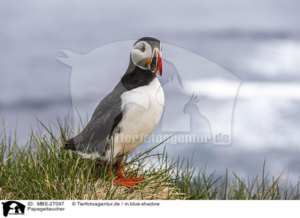 Papageitaucher / MBS-27097