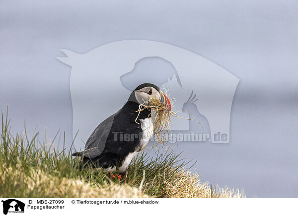 Papageitaucher / Atlantic puffin / MBS-27099