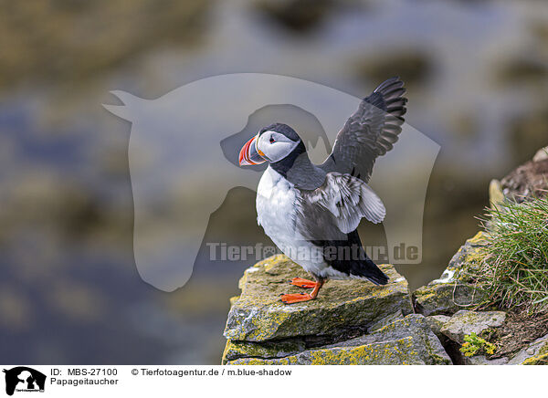 Papageitaucher / Atlantic puffin / MBS-27100