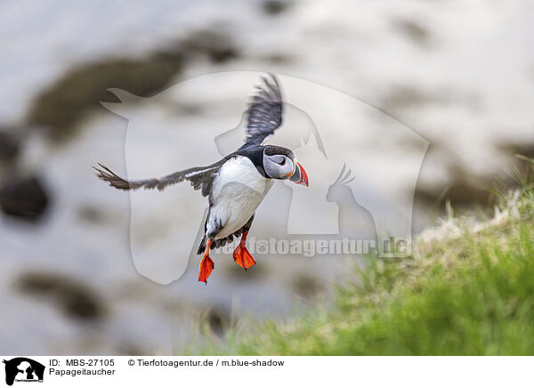 Papageitaucher / Atlantic puffin / MBS-27105