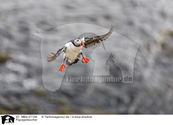 Papageitaucher / Atlantic puffin / MBS-27106