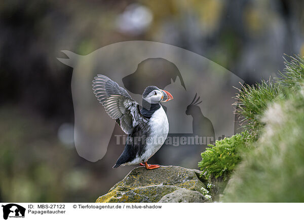 Papageitaucher / MBS-27122