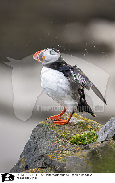 Papageitaucher / Atlantic puffin / MBS-27124