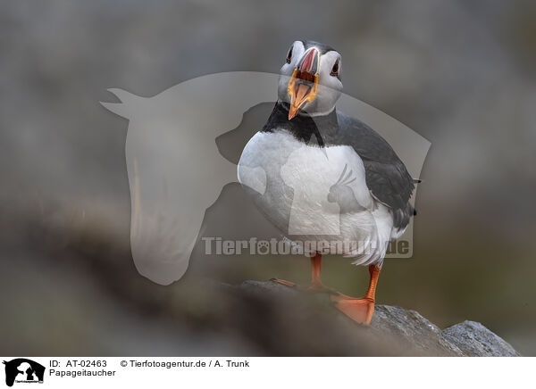 Papageitaucher / AT-02463