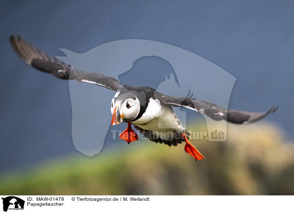 Papageitaucher / MAW-01478