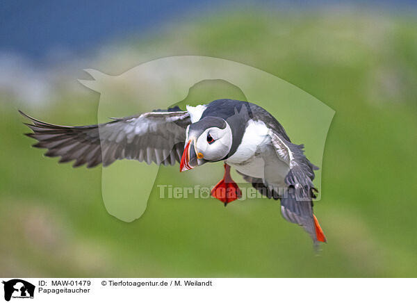 Papageitaucher / MAW-01479