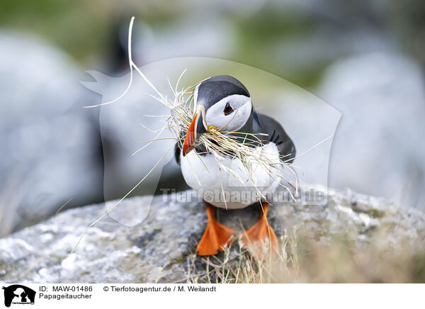 Papageitaucher / Atlantic puffin / MAW-01486