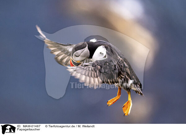 Papageitaucher / Atlantic puffin / MAW-01487