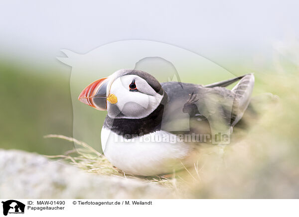 Papageitaucher / Atlantic puffin / MAW-01490