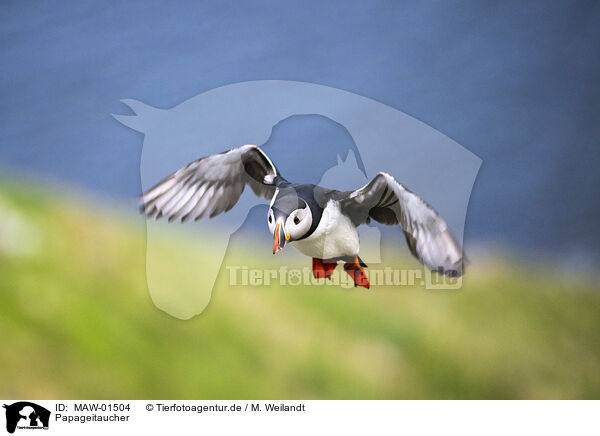 Papageitaucher / MAW-01504