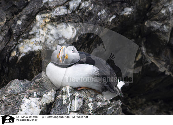 Papageitaucher / Atlantic puffin / MAW-01506