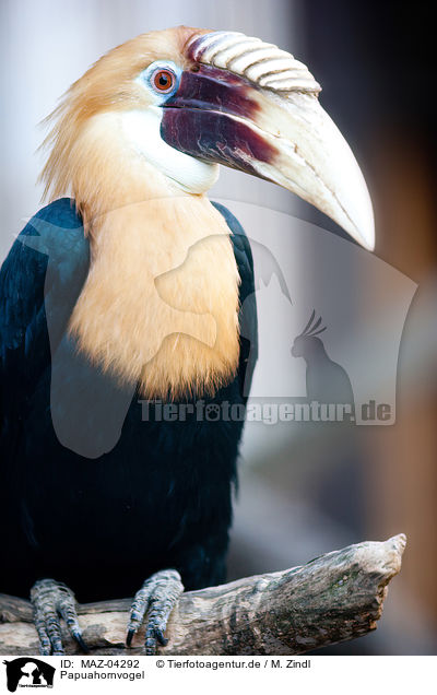 Papuahornvogel / Papuan hornbill / MAZ-04292