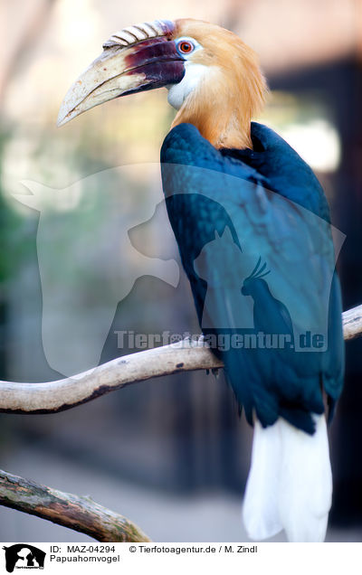 Papuahornvogel / MAZ-04294