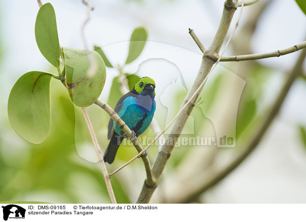 sitzender Paradies Tangare / sitting Paradies Tangare / DMS-09165