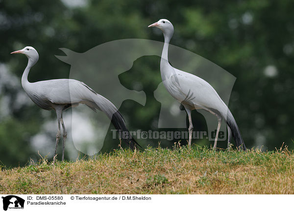 Paradieskraniche / blue cranes / DMS-05580