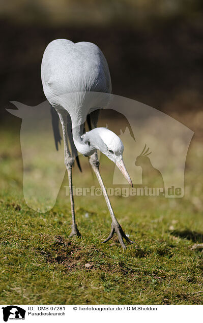 Paradieskranich / blue crane / DMS-07281