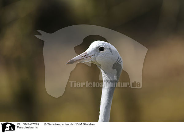 Paradieskranich / DMS-07282