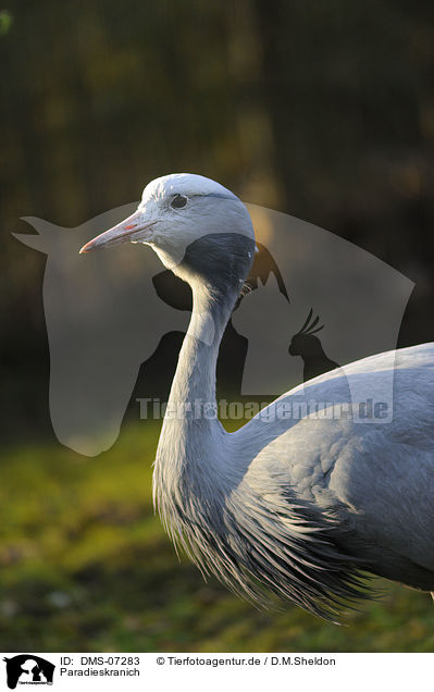 Paradieskranich / blue crane / DMS-07283